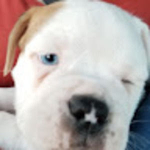 Meet your Posher, Ivan